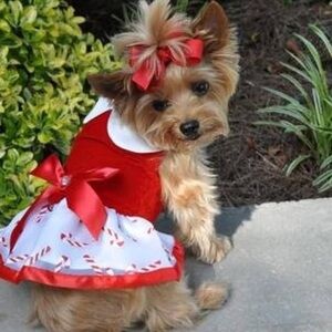 NWOT DOGGIE DESIGN Holiday Dog Harness Dress Candy Canes XS wit red velvet leash